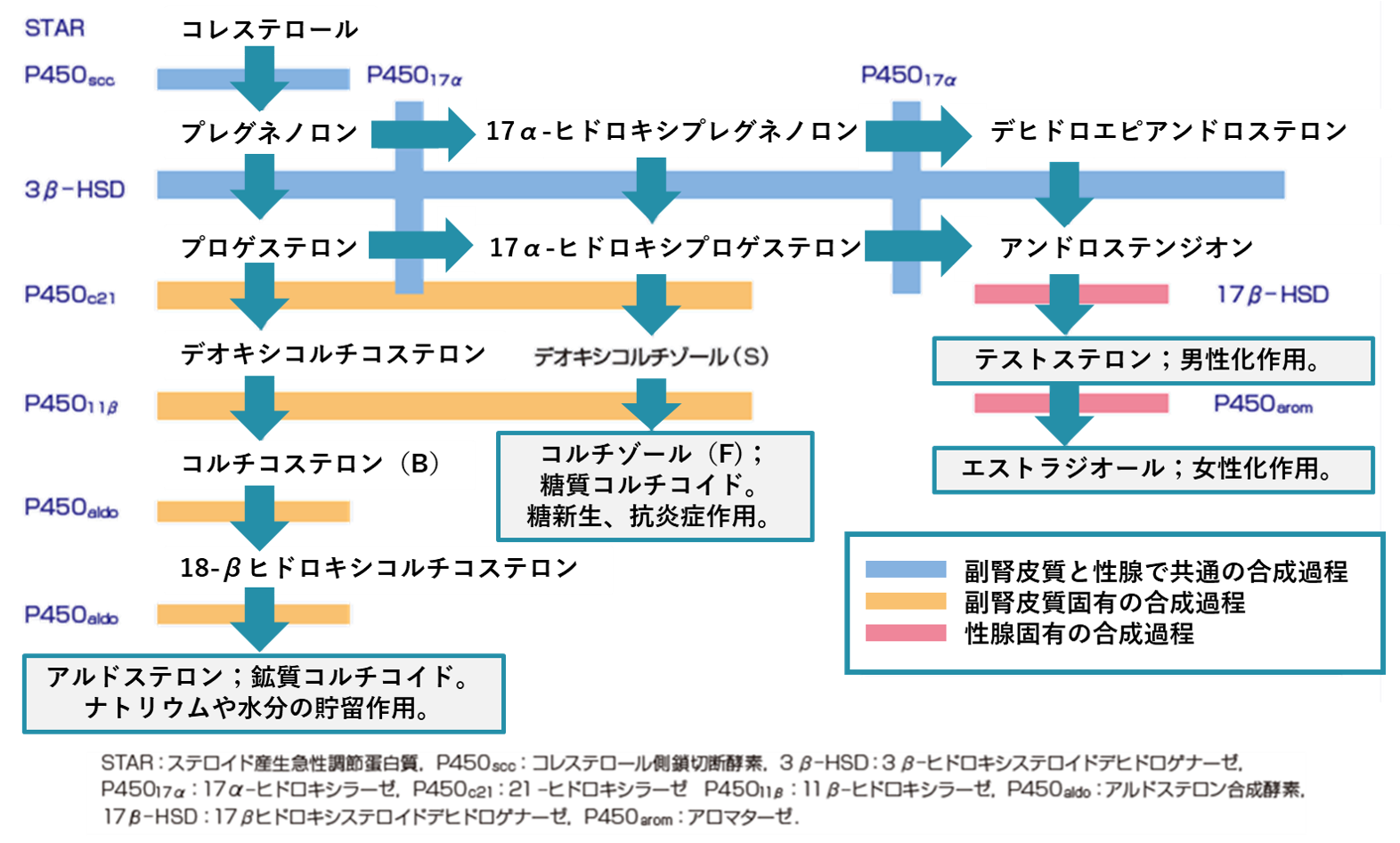 ステロイドホルモンとは～ドーピングになるの？～ ブログ｜渋谷神泉こころのクリニック｜精神科･心療内科